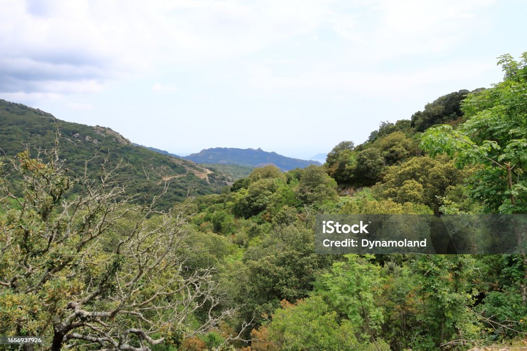 Mountain landscape In the south of Corsica on the way to Porto-Vecchio in France